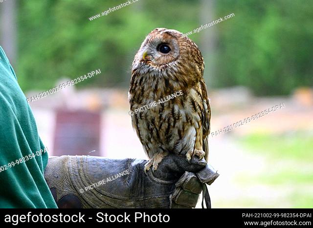 07 May 2022, Hamburg: A tawny owl (Strix aluco) sits on a keeper's falconry glove at Klövensteen Game Reserve. Photo: Jonas Walzberg/dpa