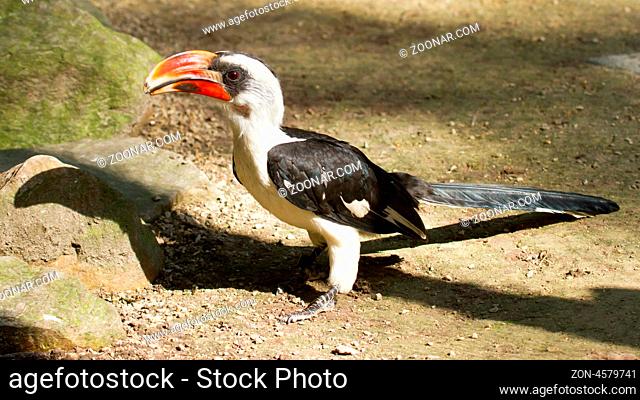 Male Von der Decken's Hornbill (Tockus deckeni)