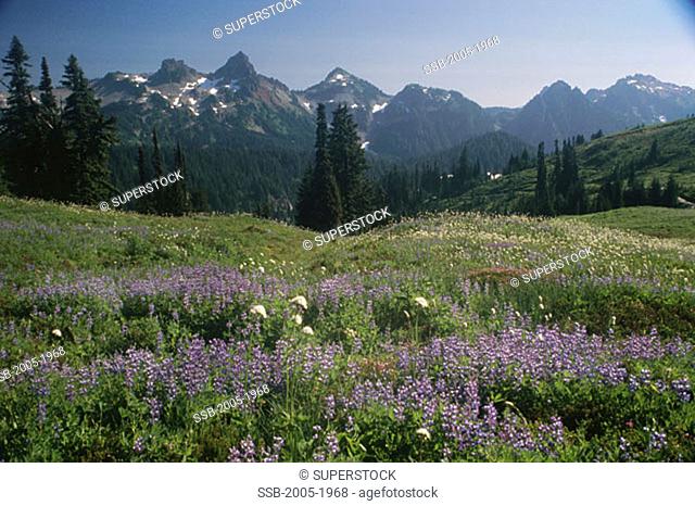 Tatoosh Range Mount Rainier National Park Washington, USA