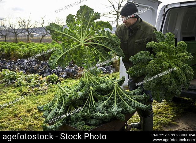 07 December 2022, Brandenburg, Potsdam: Farmer Markus Schüler harvests kale in a field from the Florahof organic vegetable farm in Bornim