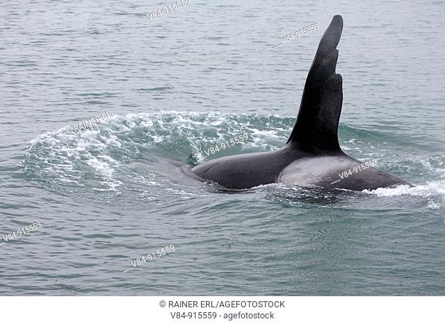 Großer Schwertwal / Orca / Orcinus orca / Alaska, USA