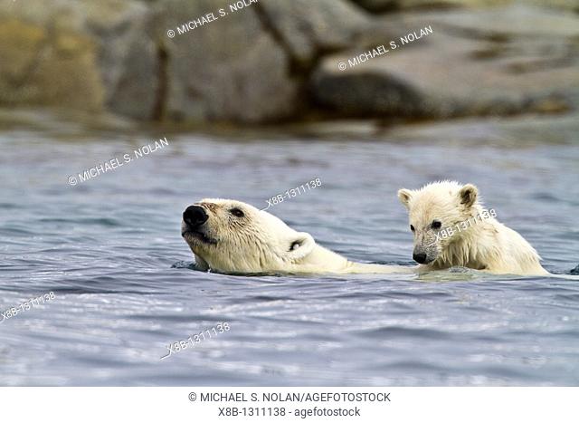 Mother polar bear Ursus maritimus swimming with COY cub-of-year on her back getting a free ride in Holmabukta on the northwest coast of Spitsbergen in the...