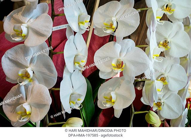 Japan, orchids
