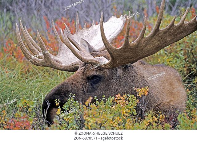 Portraet eines Elchschauflers - (Alaska-Elch) / Bull Moose in portrait - (Alaska Moose) / Alces alces - Alces alces (gigas)