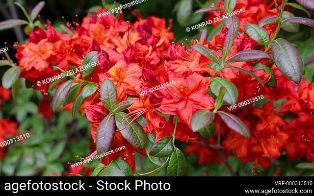 Variety of red Rhododendron flowers in the garden, 4k video