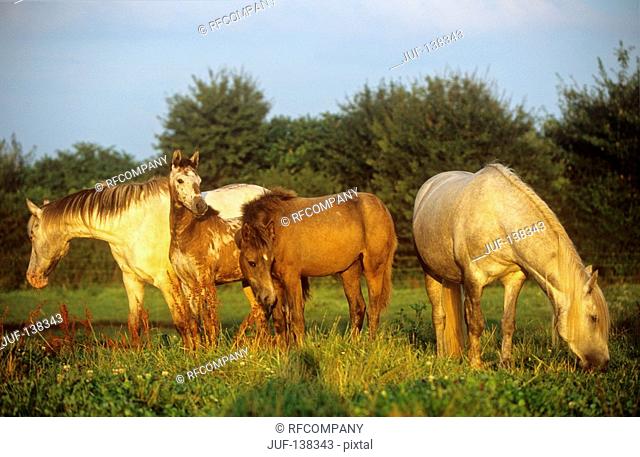 knabstrupper and barb horses - standing on pasture