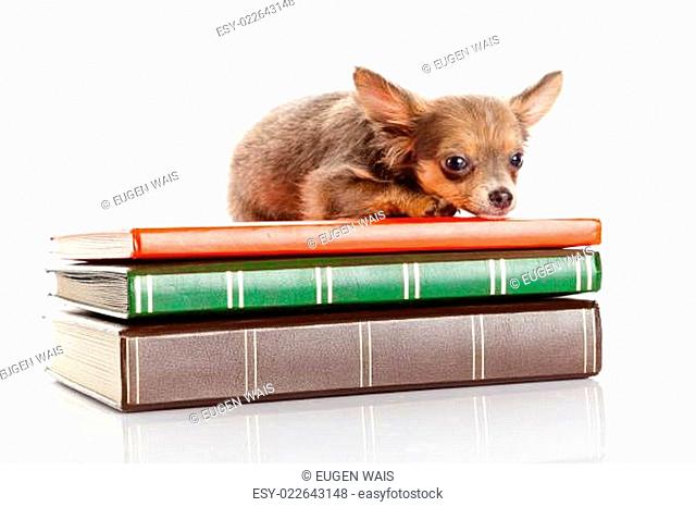 dog on books.  Chihuahua puppy