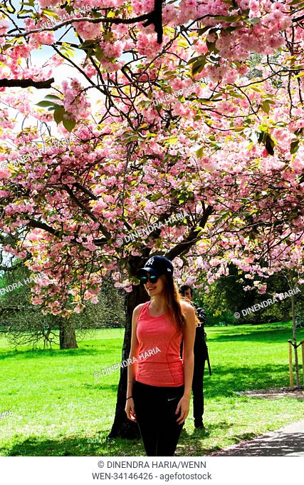 Tourist and locals visits and takes photographs of the cherry blossom in Greenwich Park on a sunny and warm afternoon. Featuring: Atmosphere, View Where: London