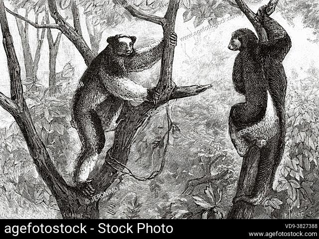 Indri or Babakoto (Indri indri), Madagascar, Africa. Old 19th century engraved illustration from La Nature 1893