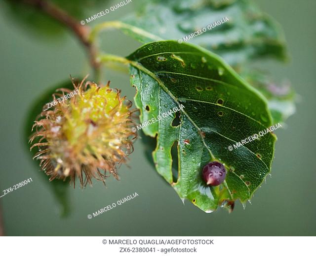 Fruit and leaf of beech tree. Montseny Natural Park. Barcelona province, Catalonia, Spain
