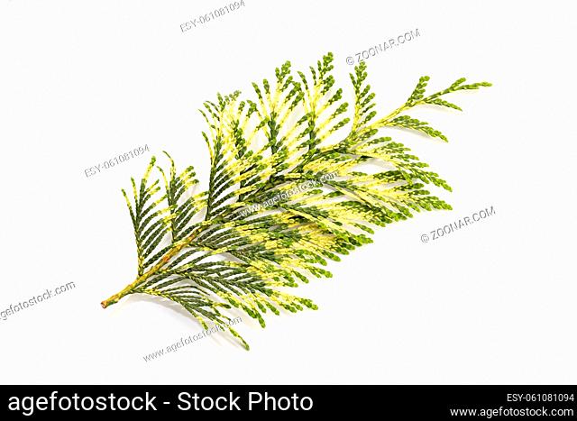 Fresh Thuja or cypress Twig with a variety of green colors Isolated On White background. Thuja occidentalis