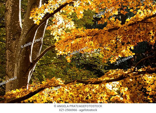 Italy, Trentino region, colors of autumn