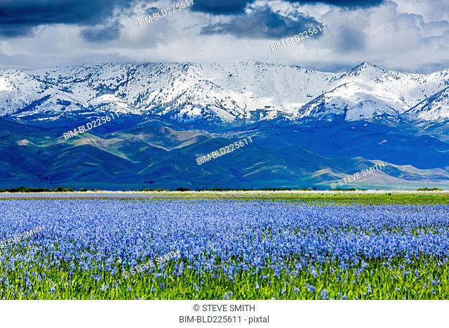 Wildflowers near snow covered mountain range