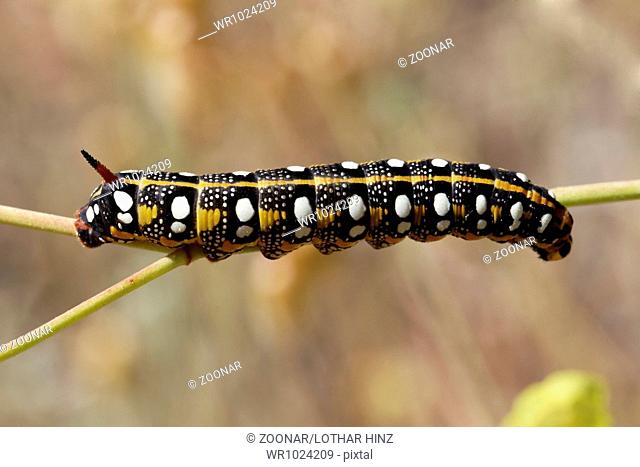 Hyles euphorbiae, Spurge Hawkmoth (caterpillar)