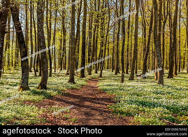 Path through the spring flowers in the beech forest - wood anemone, windflower, thimbleweed, smell fox - Anemone nemorosa in the Fagus sylvatica forest in...