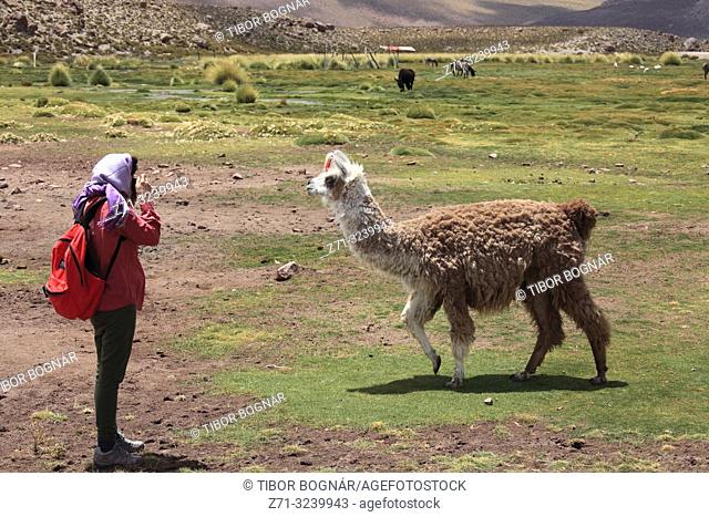 Chile, Antofagasta Region, Andes Mountains, Machuca, tourist photographing a llama,