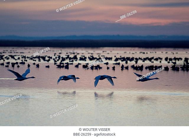 Bewick's Swans (Cygnus bewickii) leaving their roost