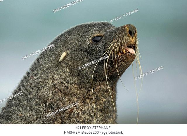 South Atlantic Ocean, South Georgia Island, subantarctic fur seals (Arctocephalus tropicalis)