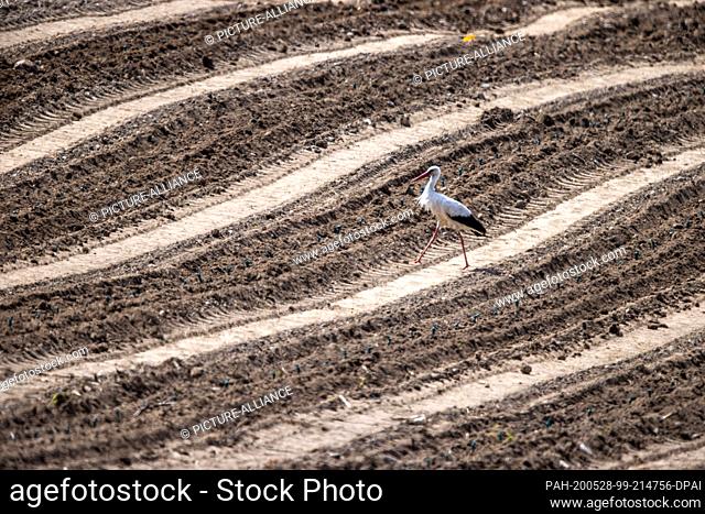 27 May 2020, Mecklenburg-Western Pomerania, Rattey: A stork is looking for food in the newly planted vineyard at the Schloss Rattey winery in the Mecklenburg...
