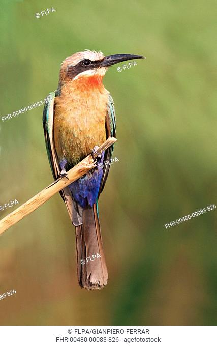 White-fronted Bee-eater Merops bullockoides adult, perched on reed stem, Okavango Delta, Botswana
