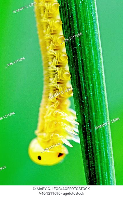 caterpillar  Small caterpillar on a blade of grass  Translucent yellow about 1 5-2cm large  Very intricate muscle system of caterpiillar is visible  Naked...