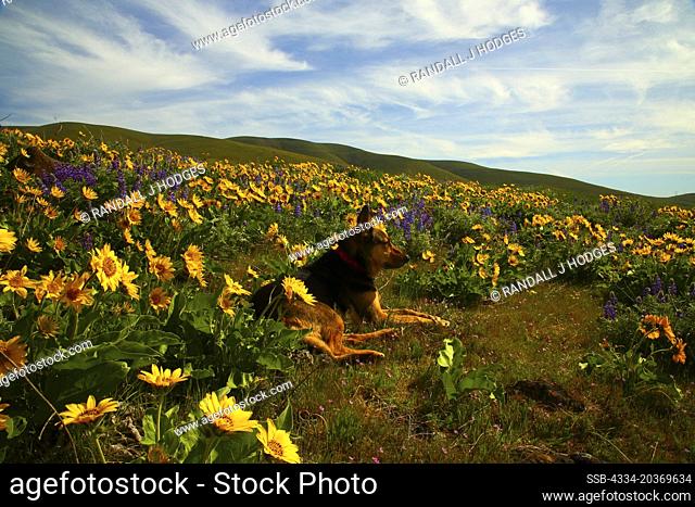 German Sheppard Enjoys Sunrshine time in the Wildflowers of the Columbia Hills State Park in Washington