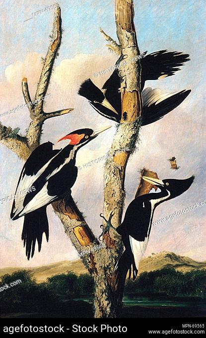 Ivory-billed Woodpeckers. Artist: Joseph Bartholomew Kidd (1808-1889); Artist: After John James Audubon (American (born Haiti)
