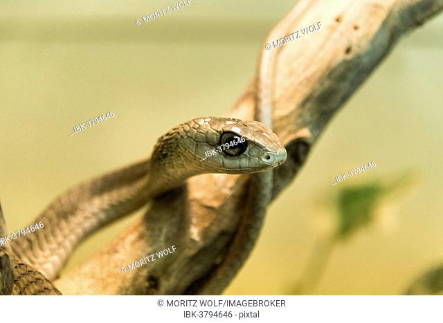 Boomslang (Dispholidus typus), Living Desert Snake Park, Walvis Bay, Namibia