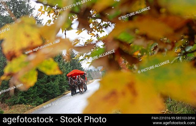 16 October 2023, Saxony-Anhalt, Schierke: A horse-drawn carriage is on the way to the Brocken in the rain. Autumnally colored deciduous trees stand along the...
