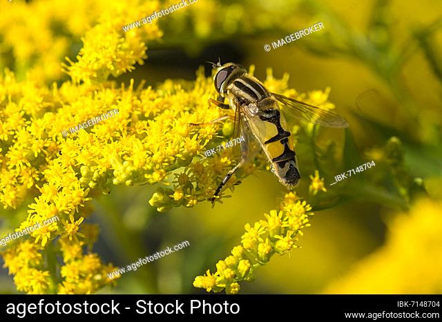 Hoverfly (Syrphidae) on a Canada goldenrod (Solidago canadensis), Bavaria, Germany, Europe