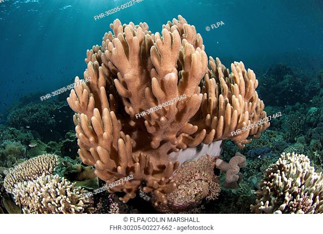 Leather Coral Lobophytum compactum in reef, Tutuntute, Wetar Island, Barat Daya Islands, Lesser Sunda Islands, Maluku Province, Indonesia