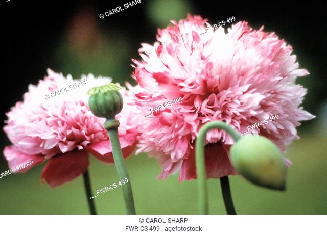 Papaver somniferum, Poppy - Opium poppy