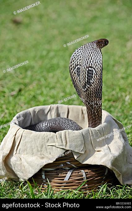 Spectacled Cobra (Naja naja) in basket of snake charmer, New Delhi, India, Indian Cobra, Common Cobra, Asian Cobra, New Dehli, Asia