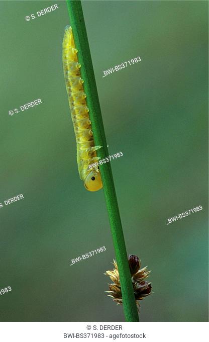common sawflies (Tenthredinidae), larva of a sawfly at a rush sprout, Germany