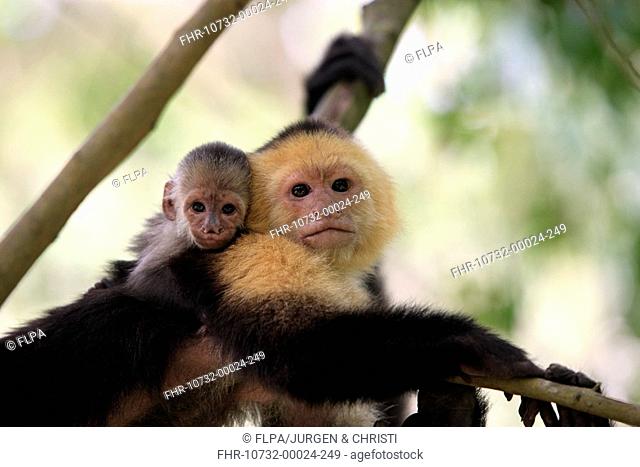 White-throated Capuchin Cebus capucinus adult female, carrying baby on back, close-up of heads, Roatan, Honduras