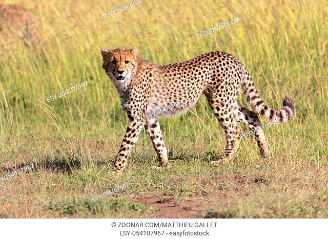 young cheetah at the masai mara national park