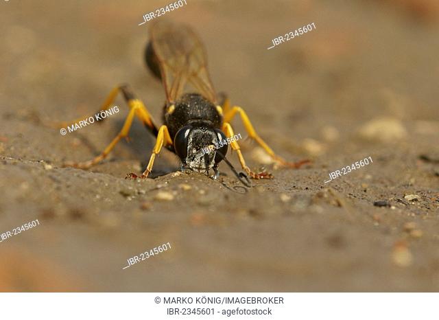 Mud Dauber Wasp (Sceliphron destillatorium) collecting mud, Bulgaria, Europe