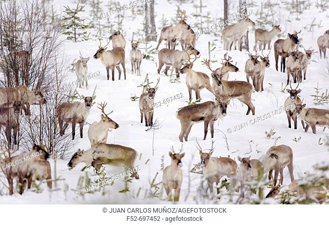 Reindeers. Oulu, Finland