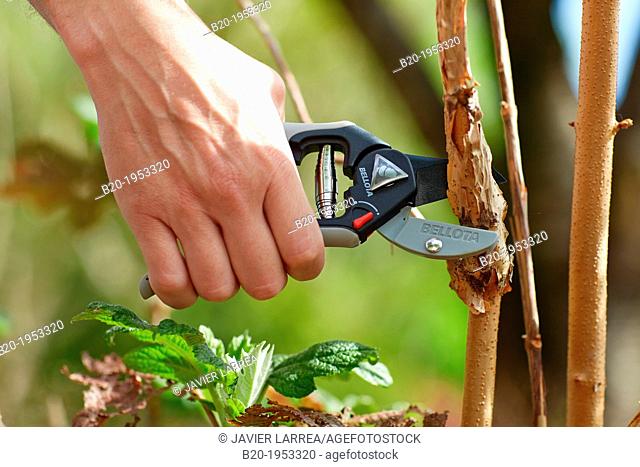 Gardener cutting bush, Pruning secateurs, Hand tool, Garden,