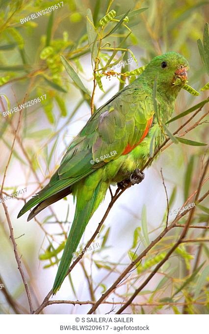red-winged parrot Aprosmictus erythropterus, female feeding in a tree , Australia, Northern Territory