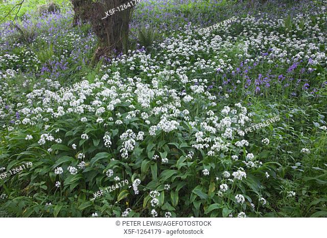 Ramsons Allium ursinum or Wild Garlic and Bluebells Scilla non- scripta nr Beaminster Dorset