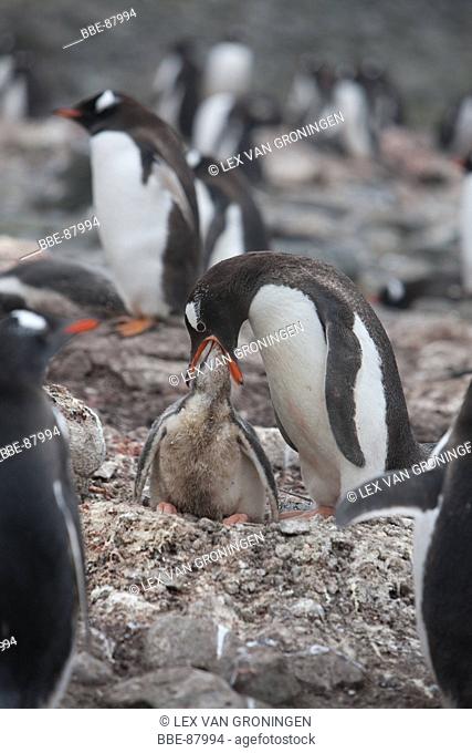Gentoo Penguin feeds its chick, Barrientos Island (Aitcho), Antarctica