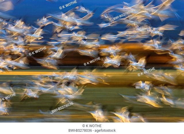 snow goose Anser caerulescens atlanticus, Chen caerulescens atlanticus, Snow Geese in flight, abstract, USA, New Mexico, Bosque del Apache Wildlife Refuge
