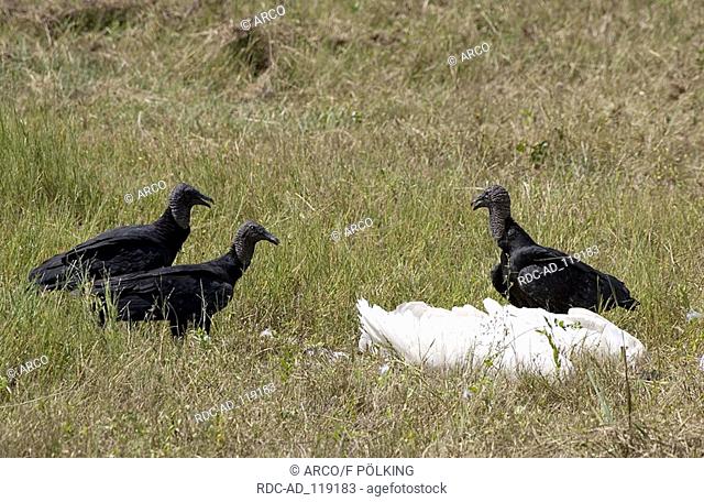 Black Vultures with dead Jabiru Stork Pantanal Brazil Coragyps atratus