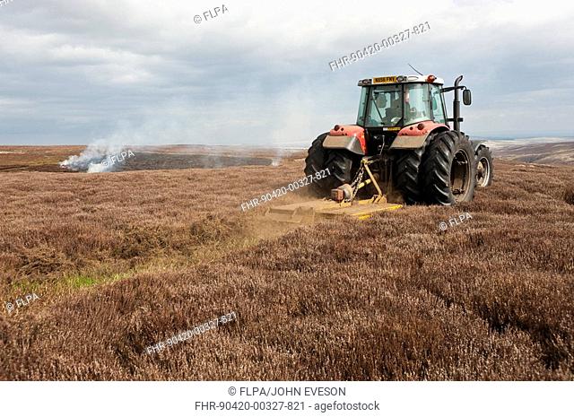 Gamekeepers cutting break in heather for burning, to encourage new growth for grouse, Arkengarthdale Moor, North Yorkshire, England, april
