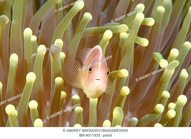 Pink Skunk Clownfish or Pink Anemonefish (Amphiprion perideraion), Bohol Sea, Cebu, Philippines
