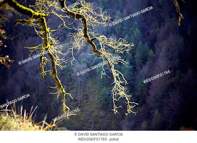 Spain, Gorbea Natural Park, moss grown tree