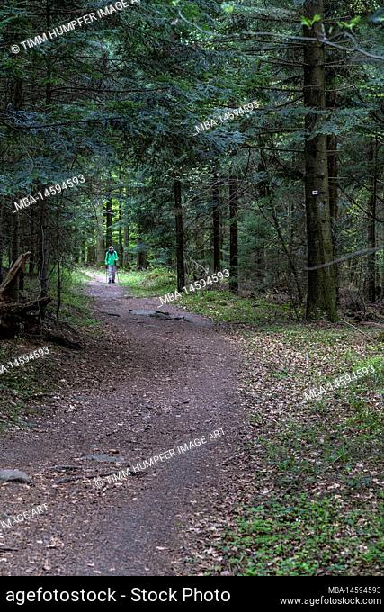Europe, Germany, Southern Germany, Baden-Wuerttemberg, Black Forest, hiker on a wide forest path near Dennach in the northern part of the Black Forest