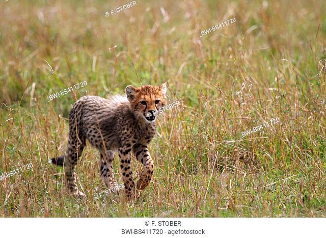 cheetah (Acinonyx jubatus), cub in savannah, Kenya, Masai Mara National Park