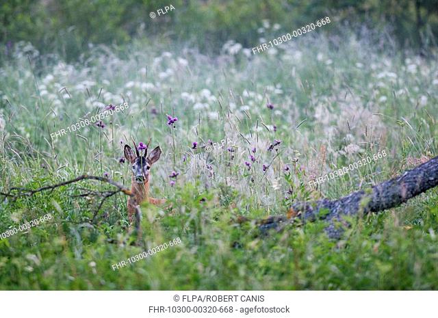 Western Roe Deer Capreolus capreolus buck, standing amongst vegetation in meadow at dawn, Bieszczady N P , Bieszczady Mountains, Outer Eastern Carpathians